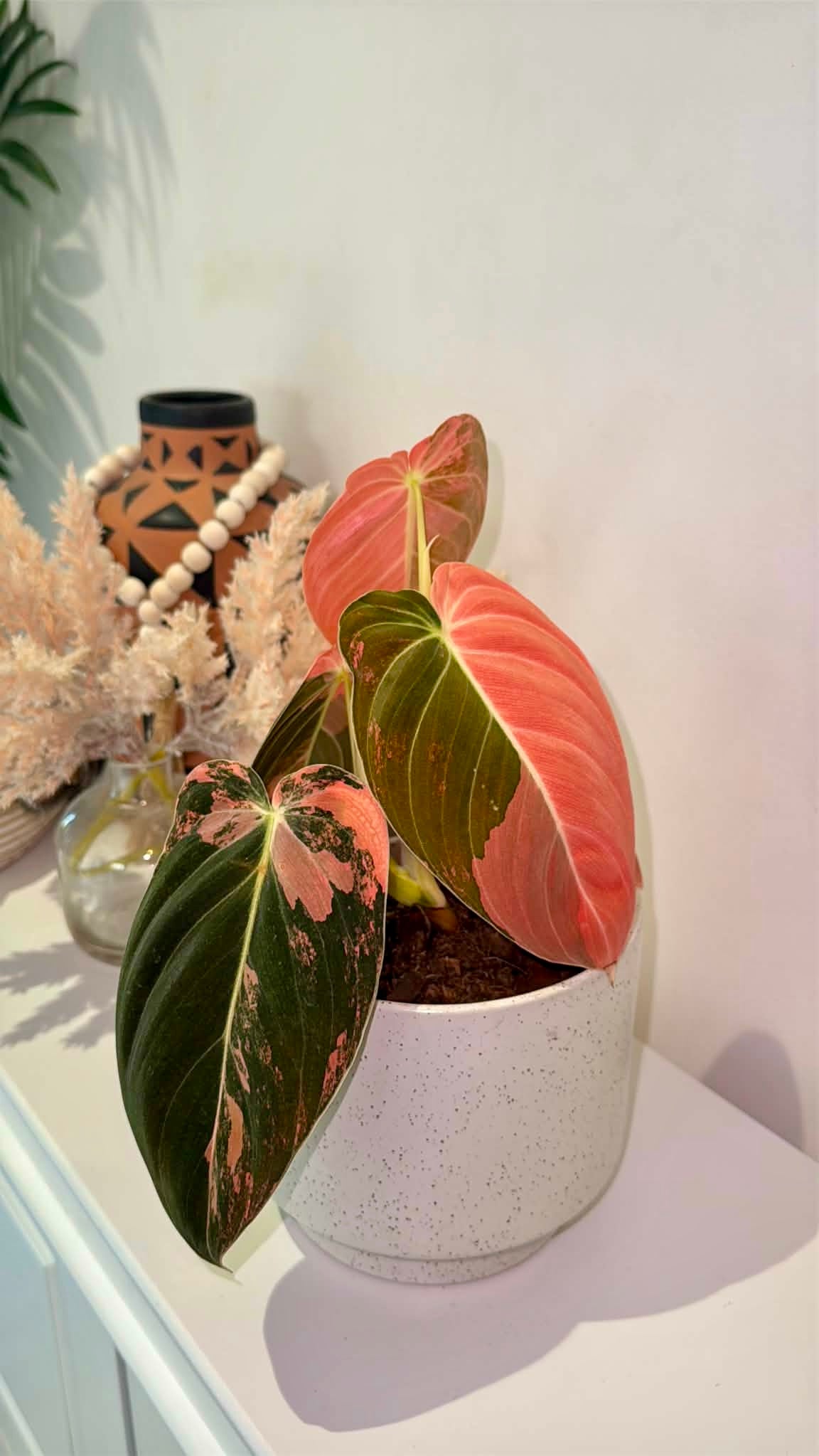 Philodendron Melanochrysum
'Orange/ Pink Bonfire' Variegated