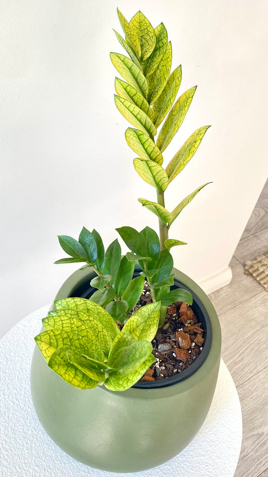 Zamioculcas Zamiifolia - Akebono