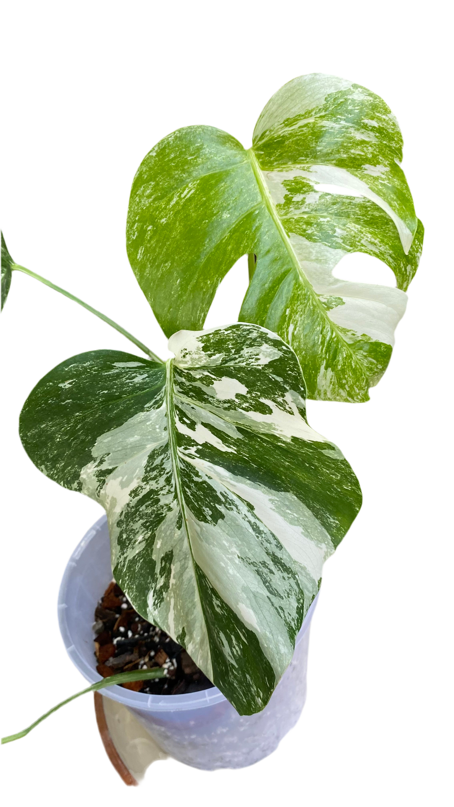 Monstera borsigiana Albo