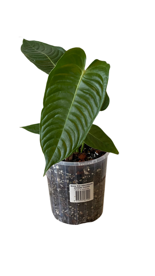 King Anthurium Veitchii - Narrow Form