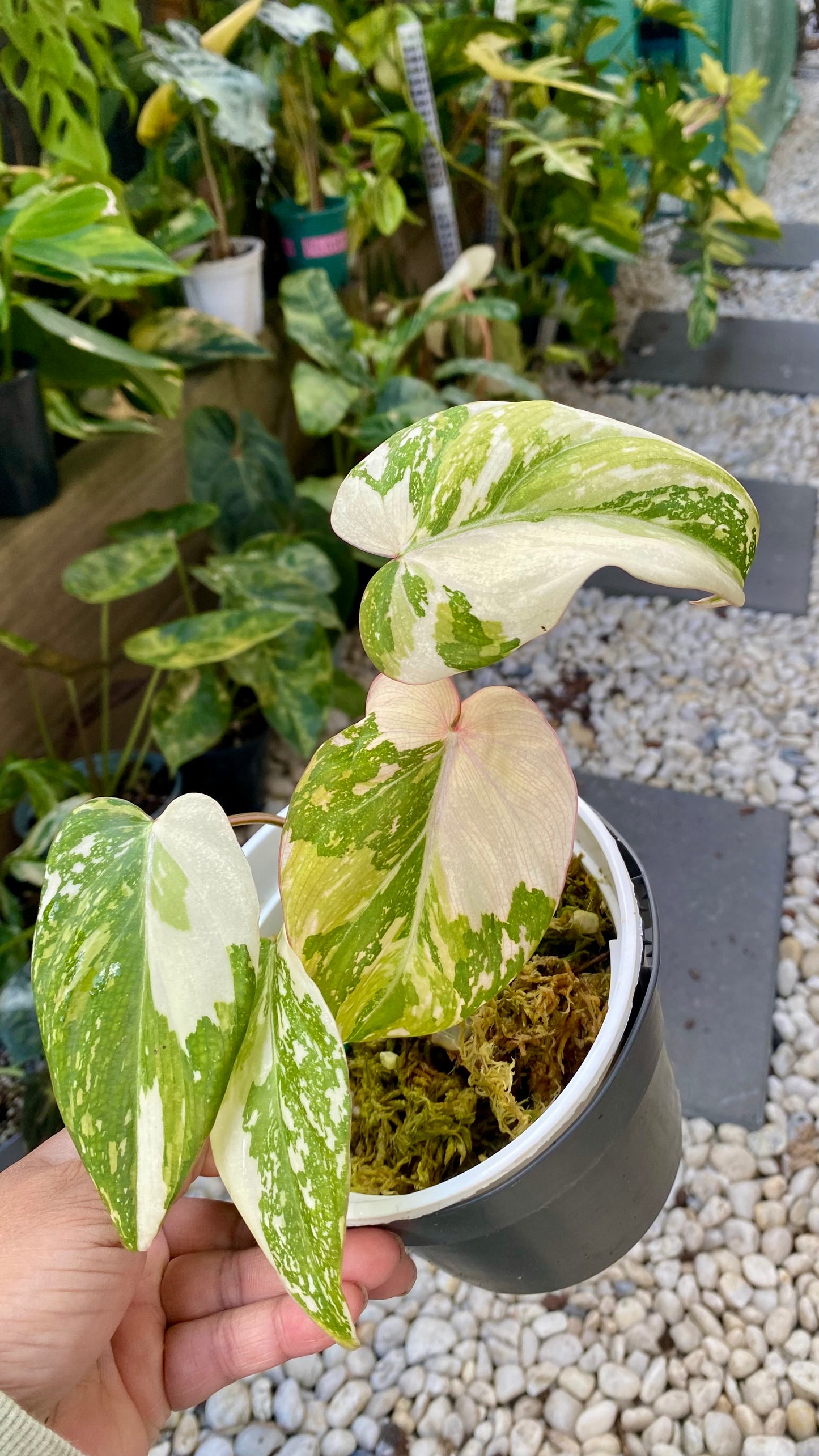 Philodendron Gloriosum Variegated