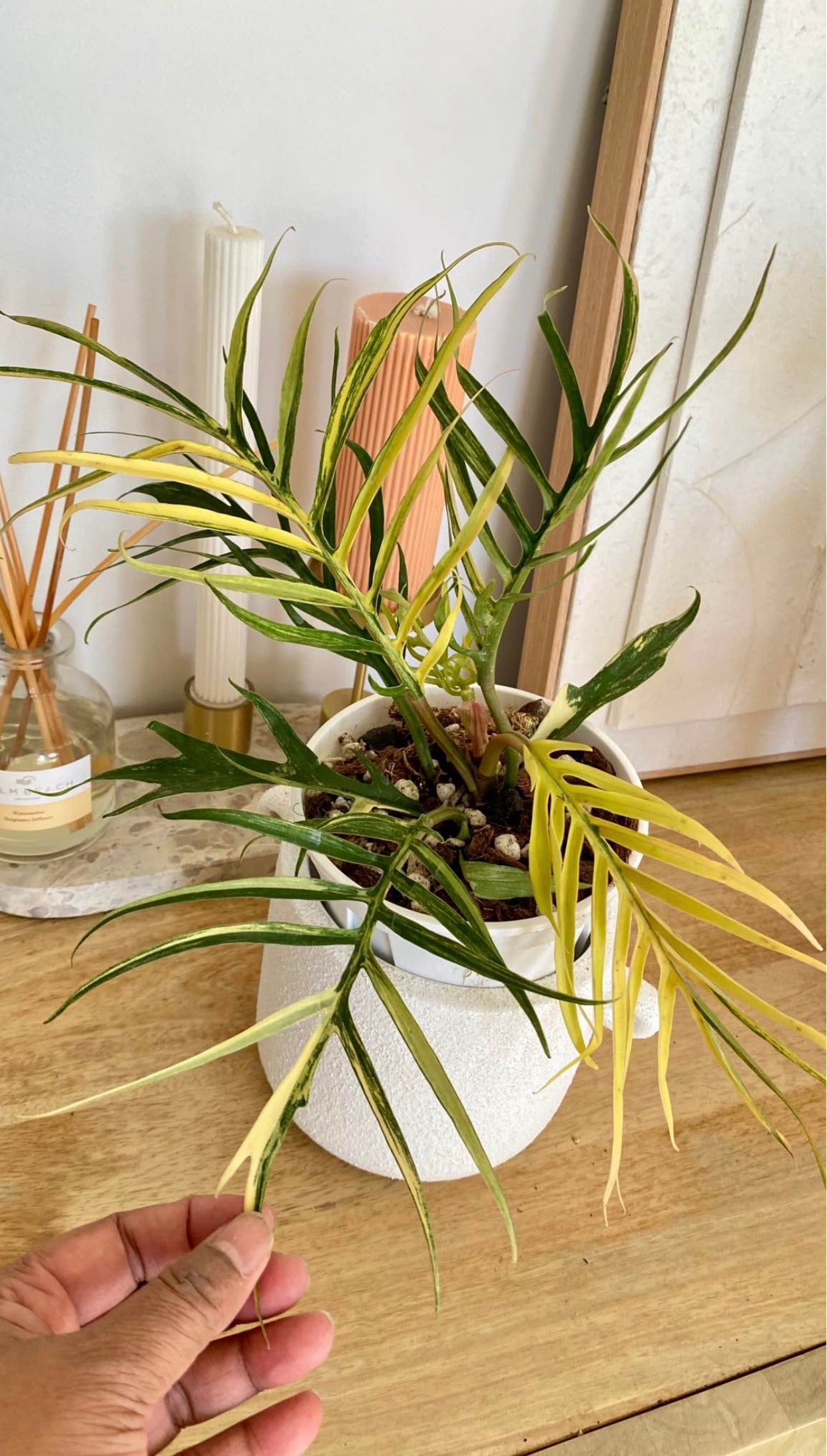 Philodendron Totum Variegated