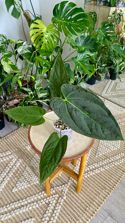 Anthurium Papillilaminum x Dressleri
