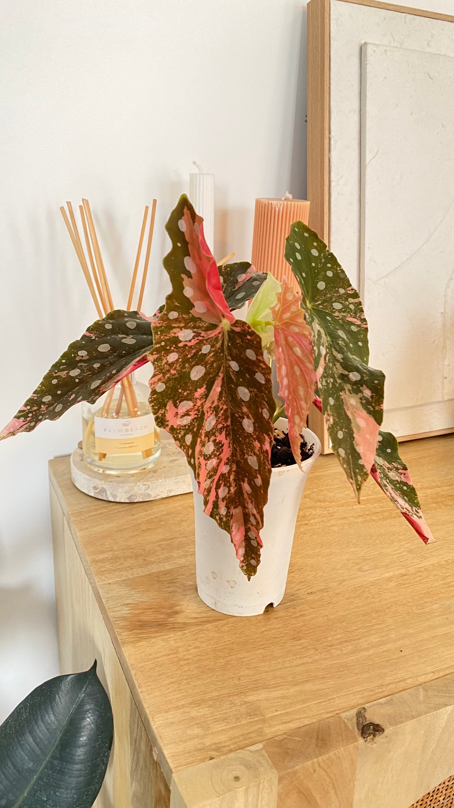 Begonia Maculata variegated