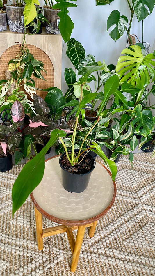 Philodendron Joepii