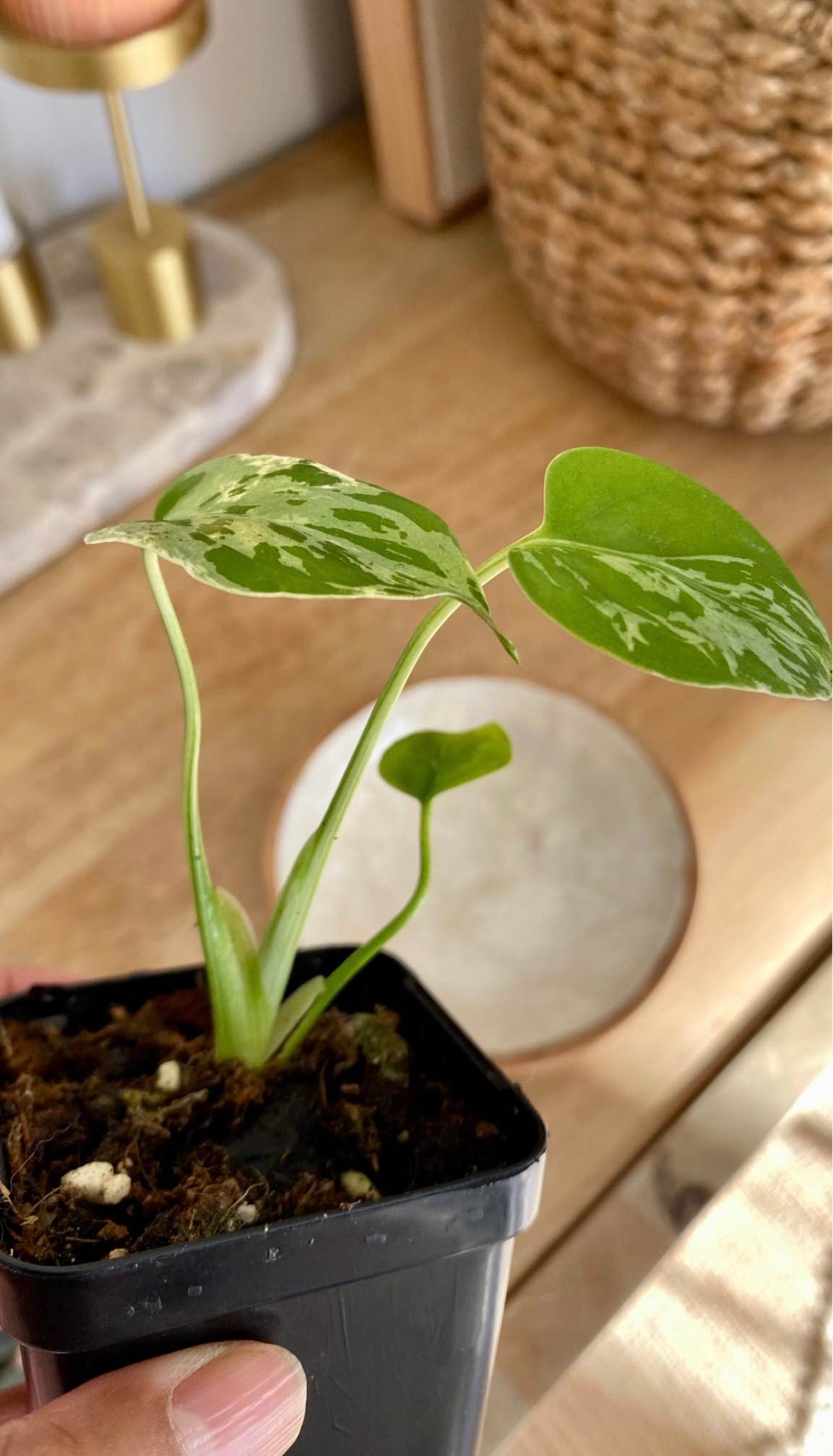 Monstera Bulbarsaur