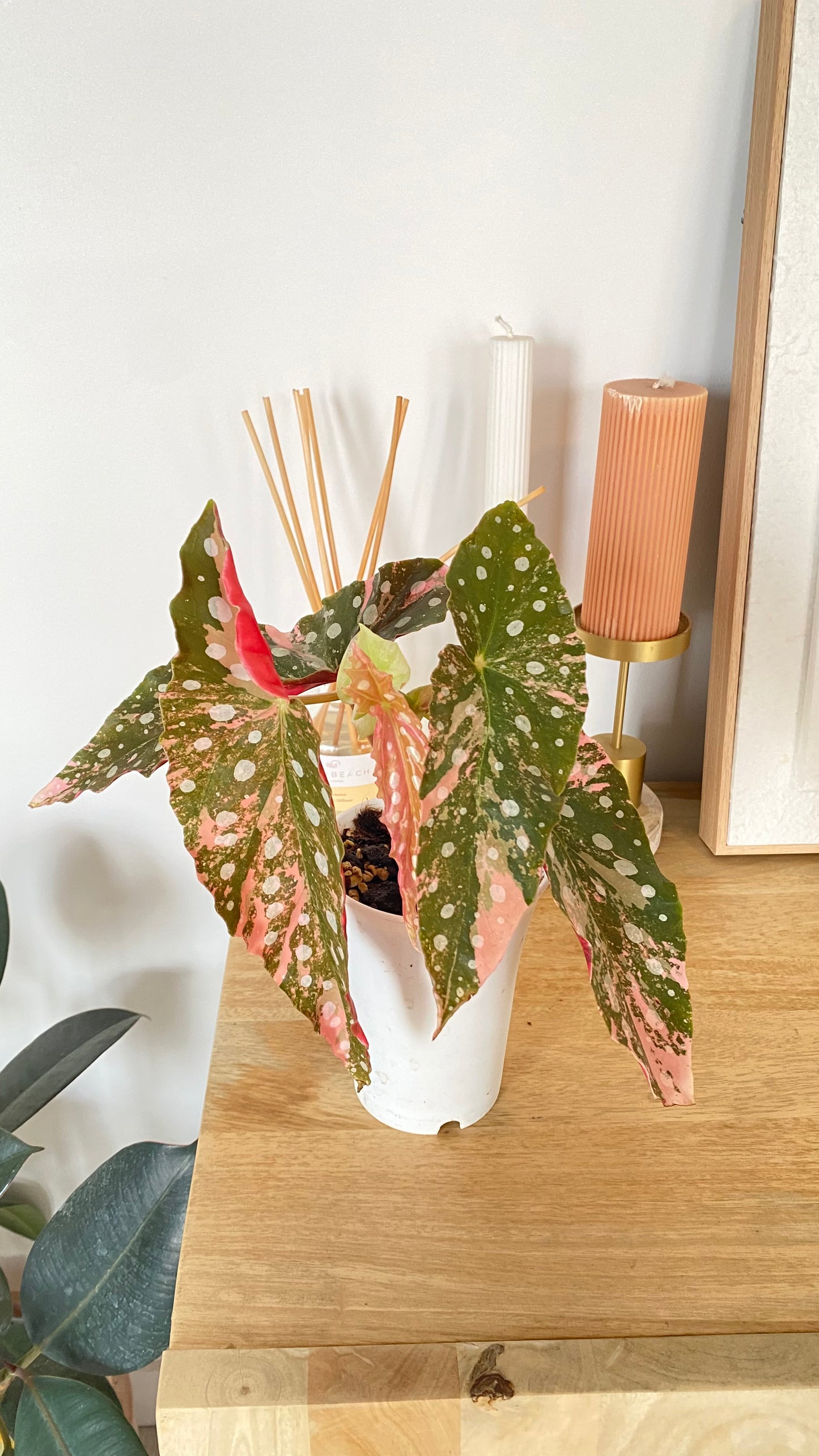 Begonia Maculata variegated