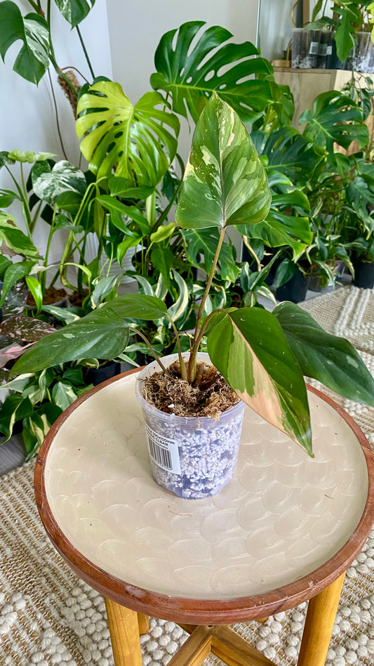 Homalomena Pink Diamond Variegated
