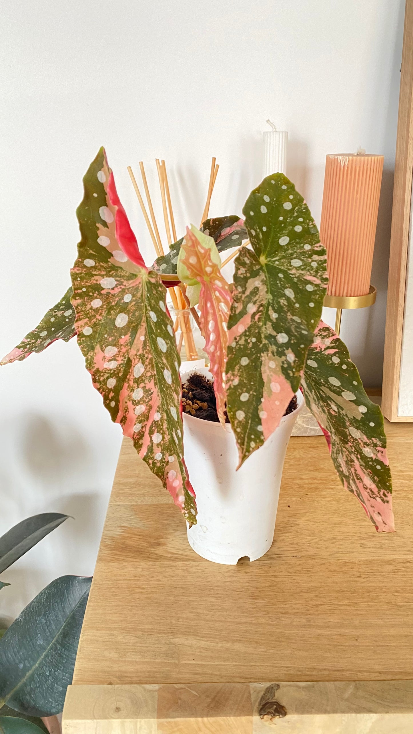 Begonia Maculata variegated