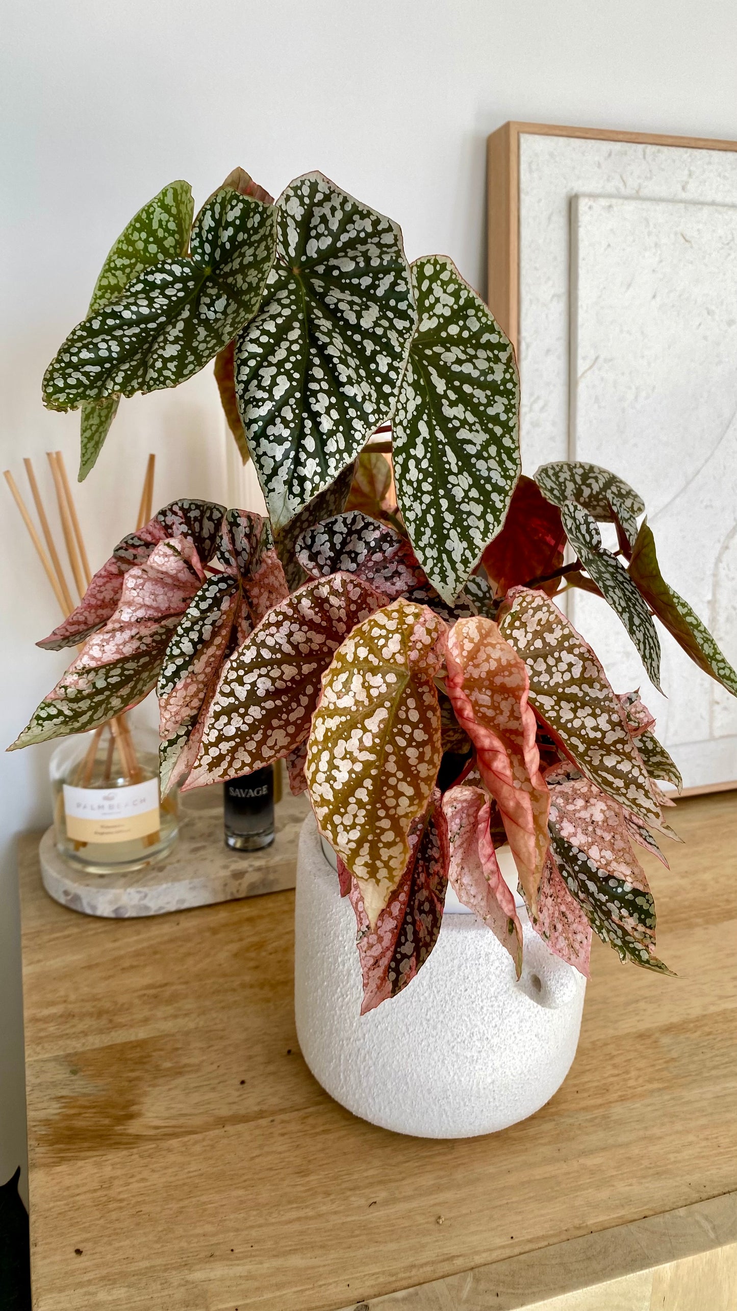Begonia Snow Capped Variegated