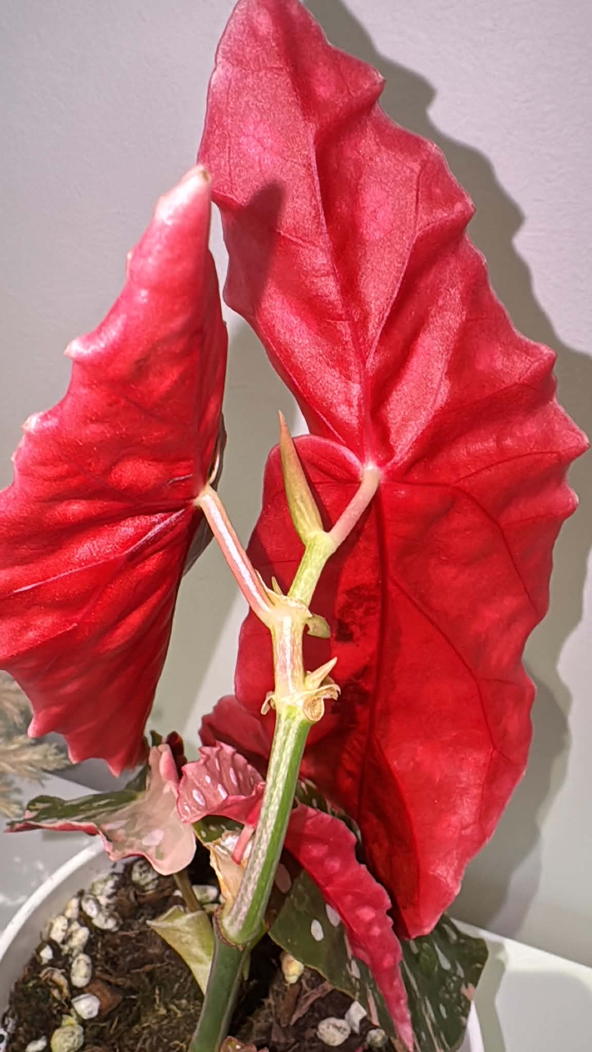 Begonia maculata Pink Variegated