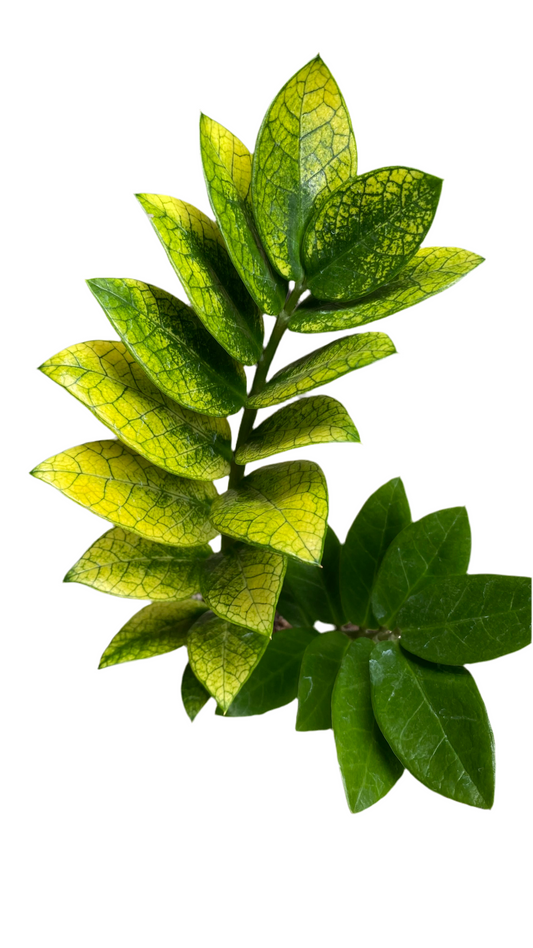 Zamioculcas Zamiifolia - Akebono