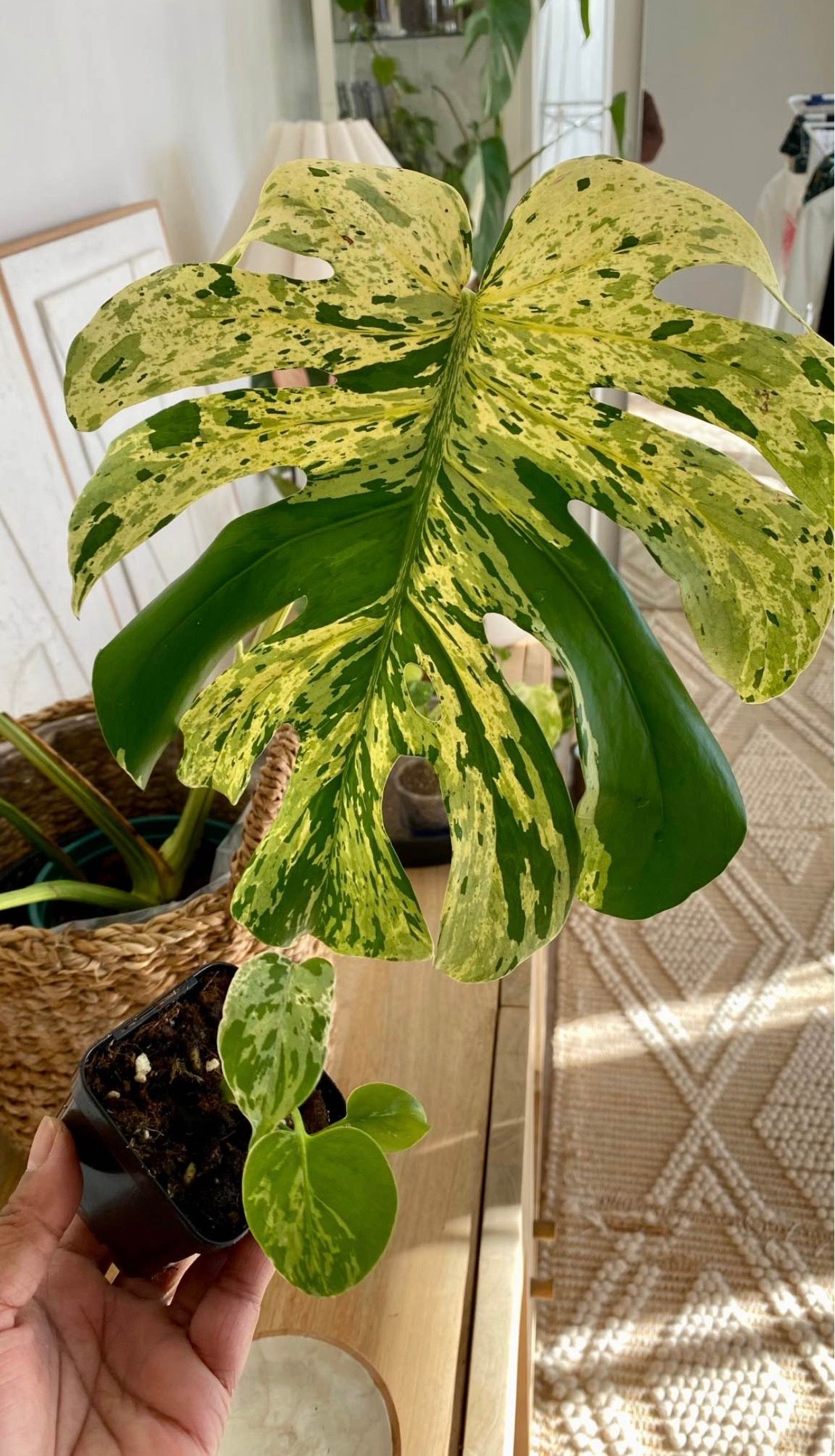 Monstera Bulbarsaur