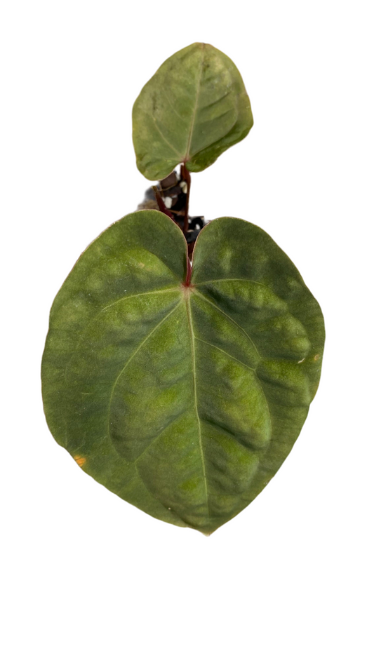 Anthurium Hoffmannii Red Sinus  'Blood Moon'