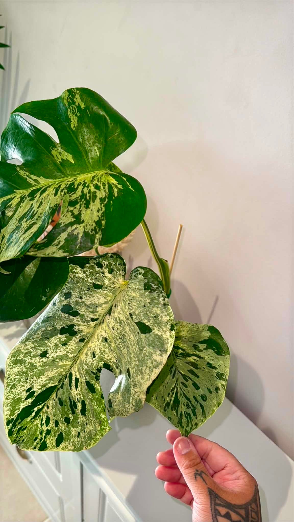 Monstera Bulbasaur