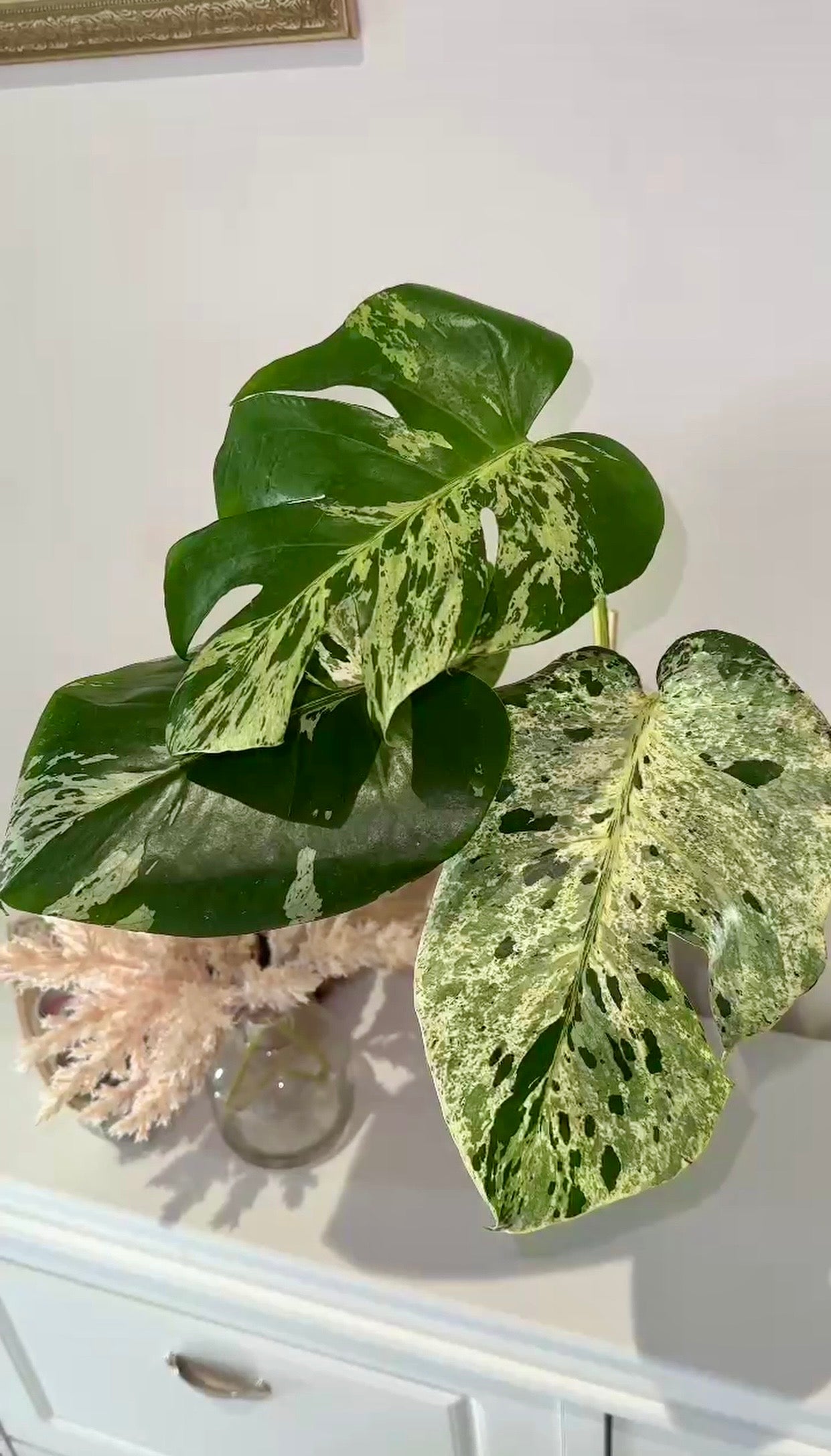 Monstera Bulbasaur