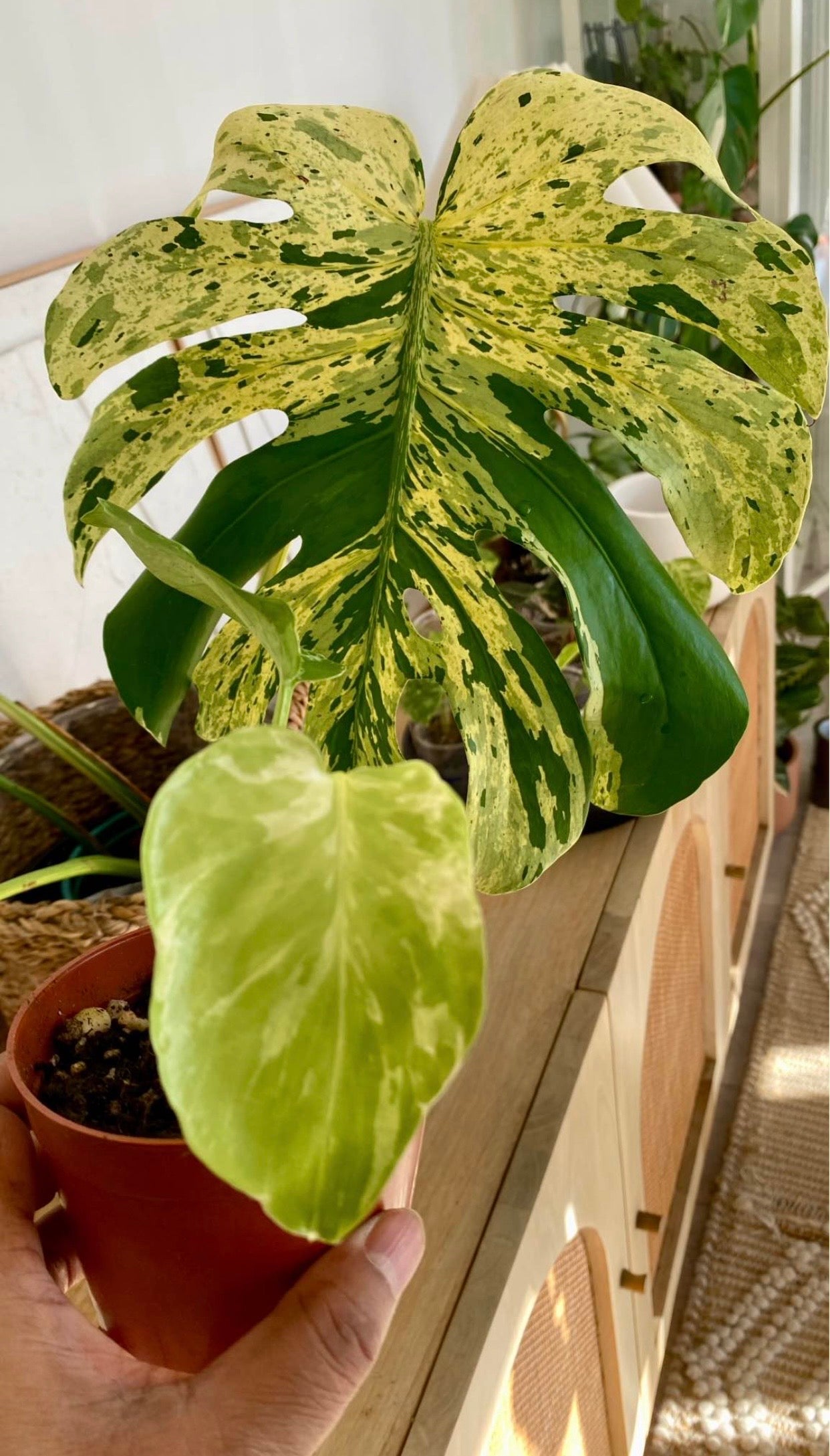 Monstera Bulbarsaur