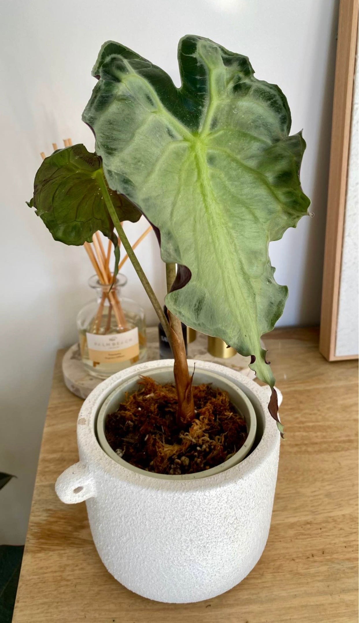 Alocasia Venom