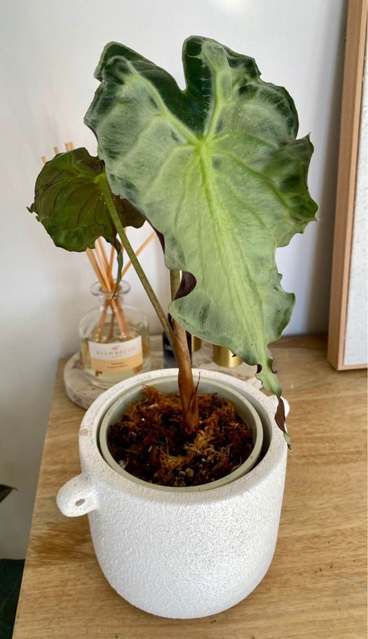 Alocasia Venom