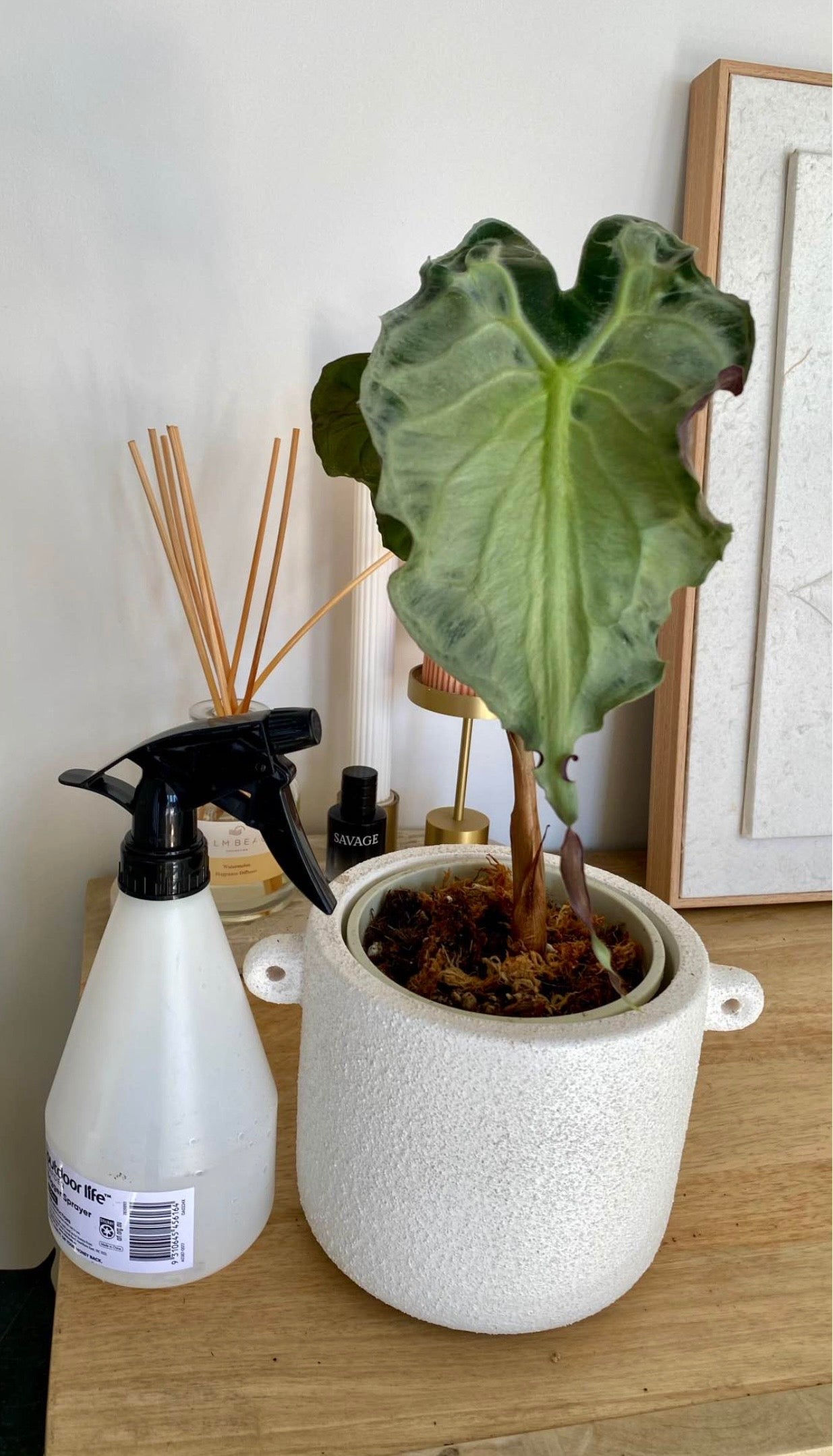 Alocasia Venom