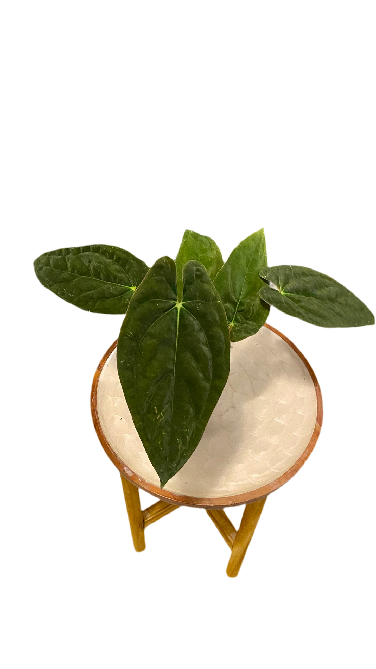 Anthurium Papillilaminum x Dressleri