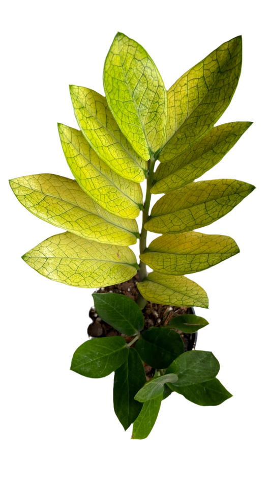 Zamioculcas Zamiifolia - Akebono