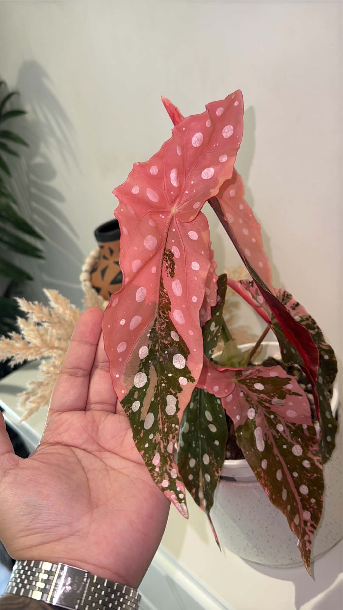 Begonia maculata Pink Variegated