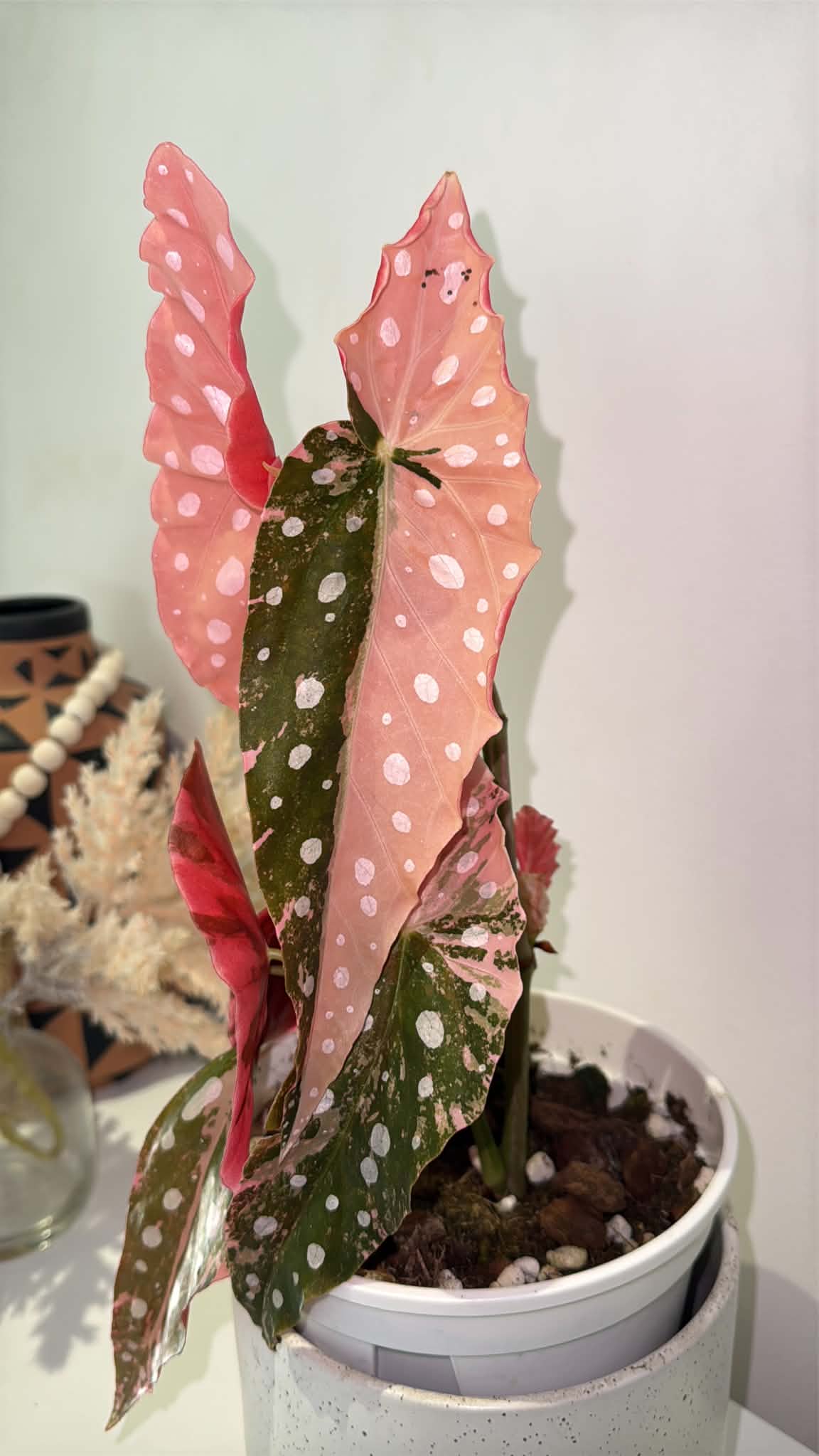 Begonia maculata Pink Variegated