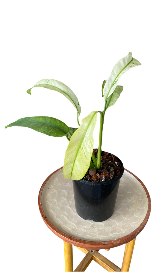 Epipremnum Giganteum Variegated