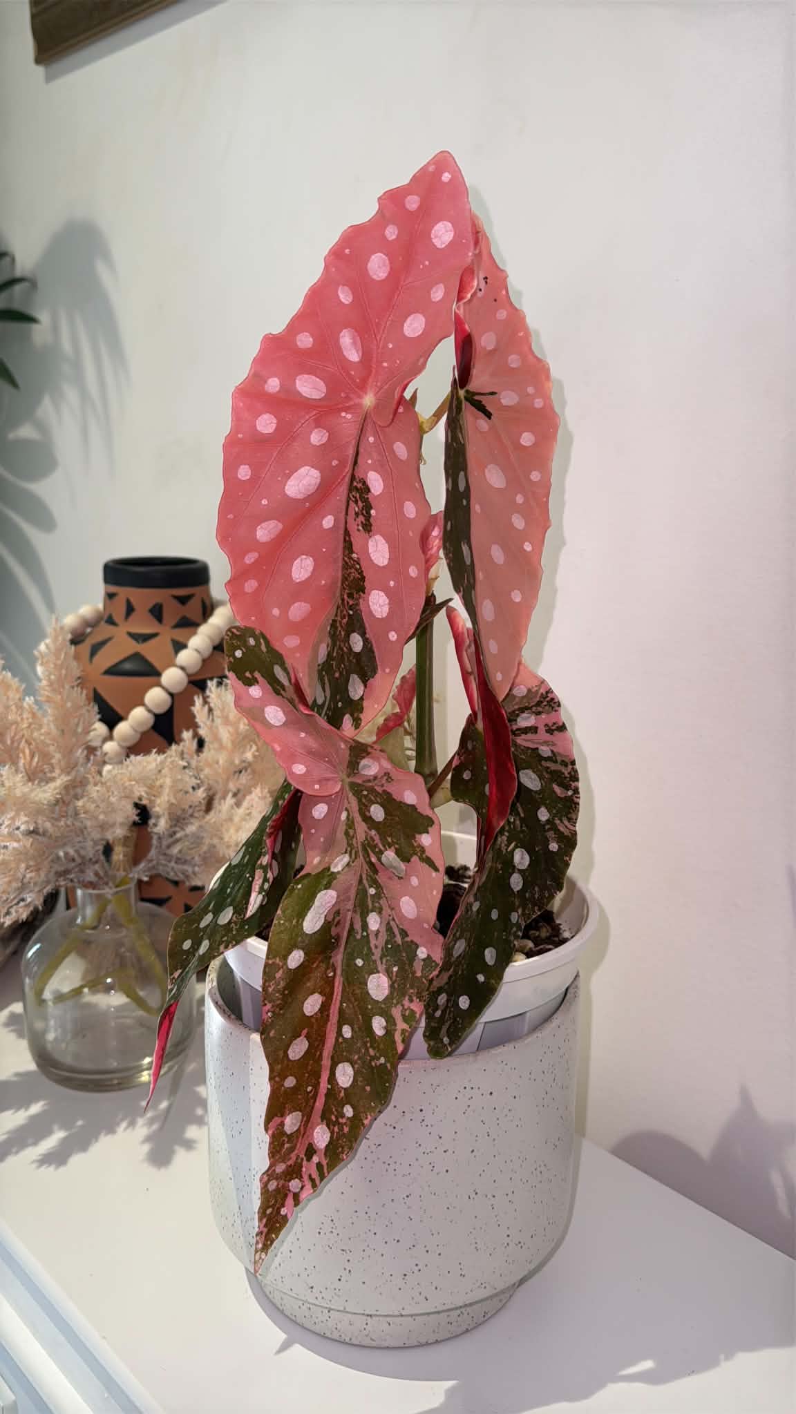 Begonia maculata Pink Variegated
