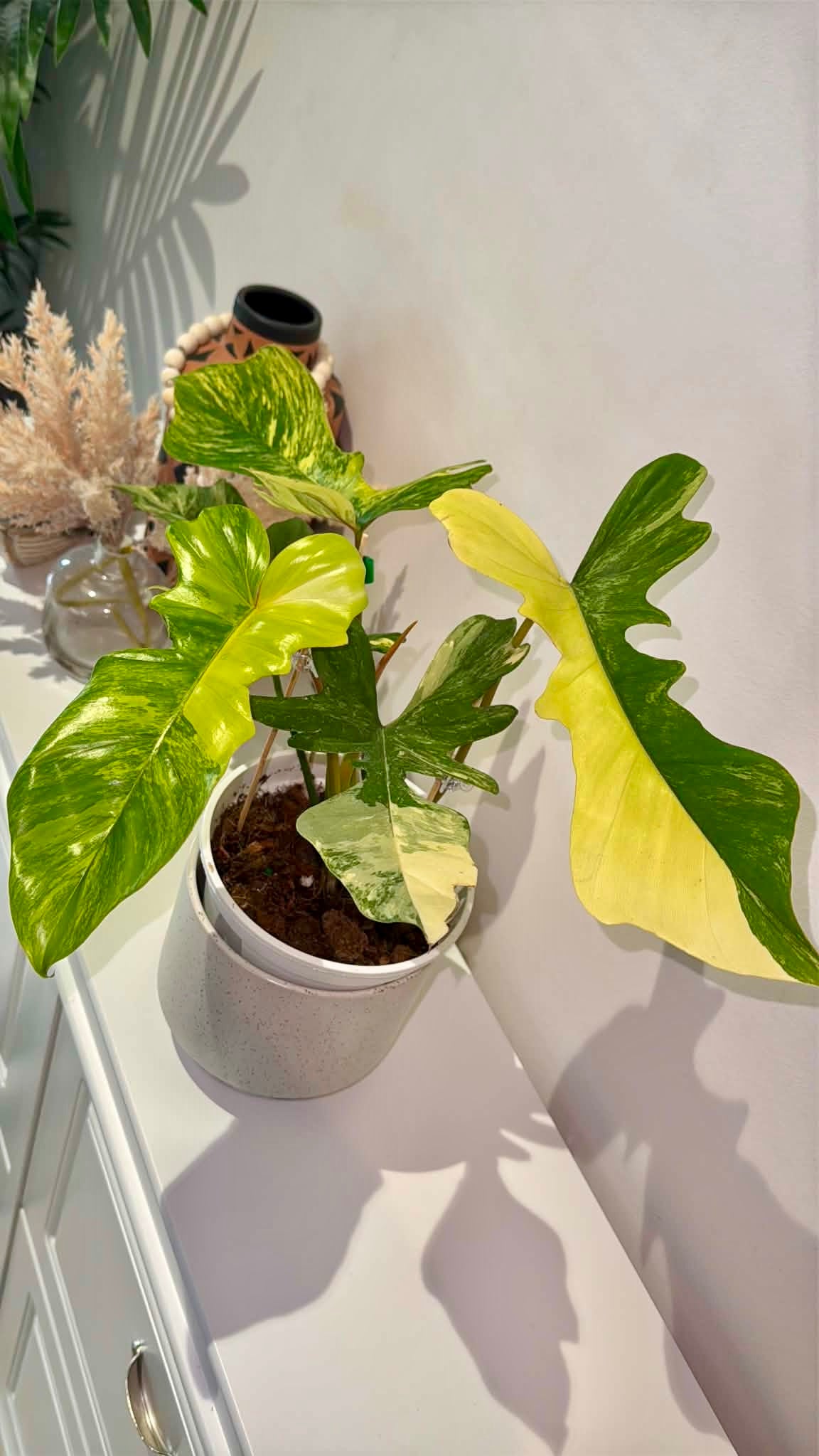 Philodendron Florida Beauty × P. Mayoi