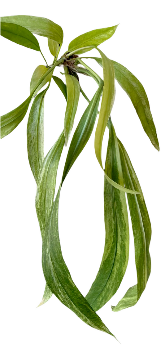 Anthurium Vittarifolium Variegated