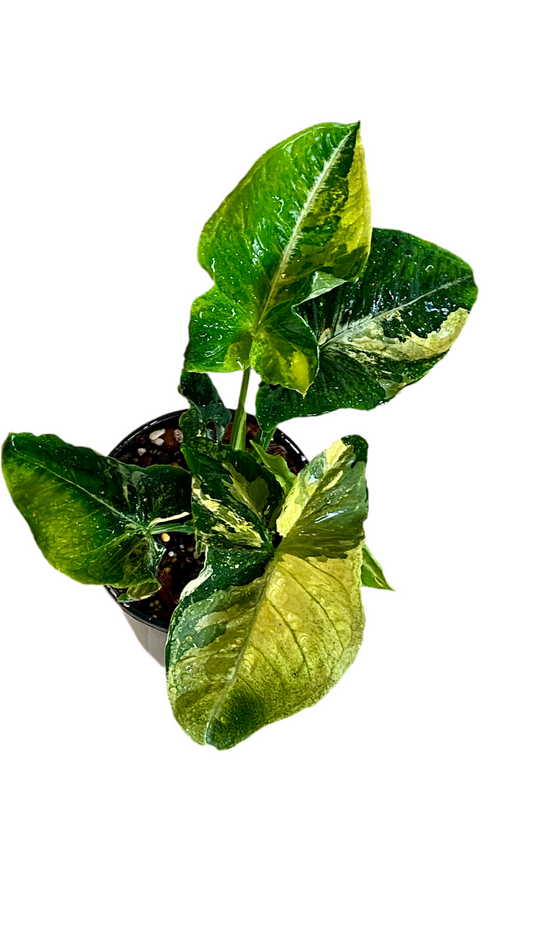 Syngonium Scrambled Eggs