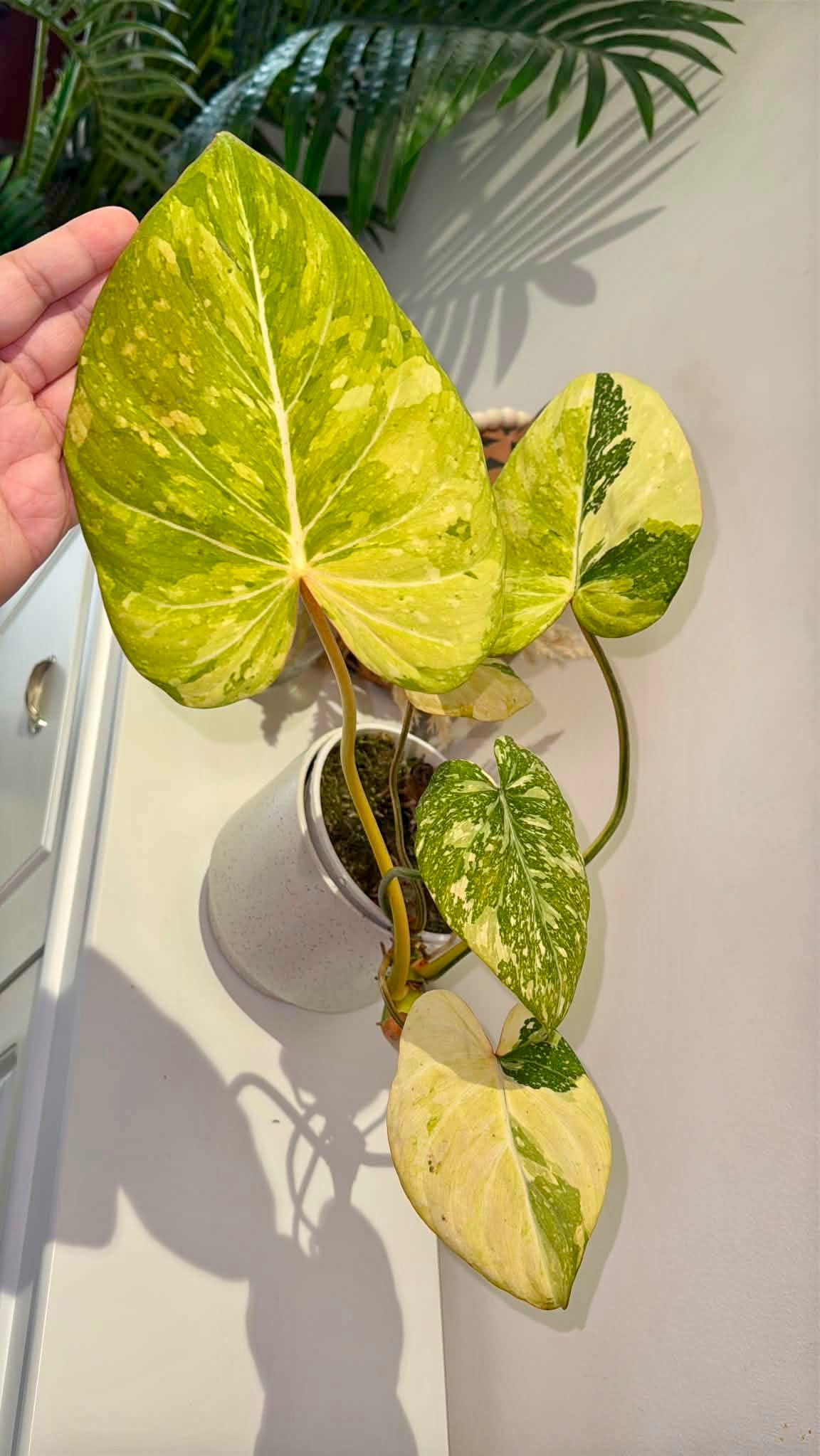 Philodendron gloriosum Variegated