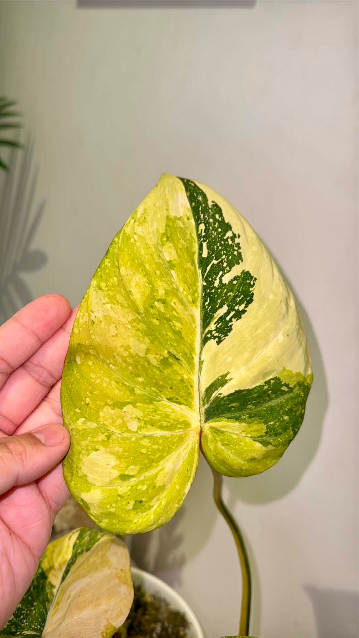 Philodendron gloriosum Variegated