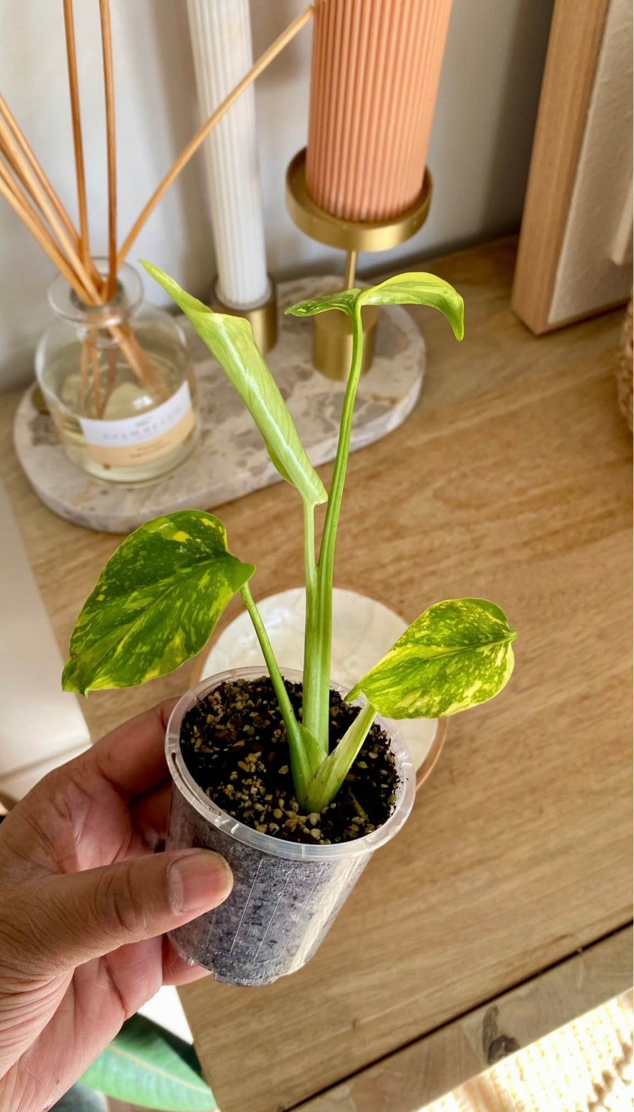 Monstera Electrolytet