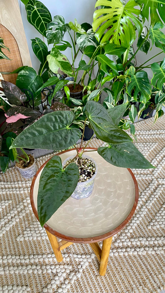 Anthurium Papillilaminum x Dressleri