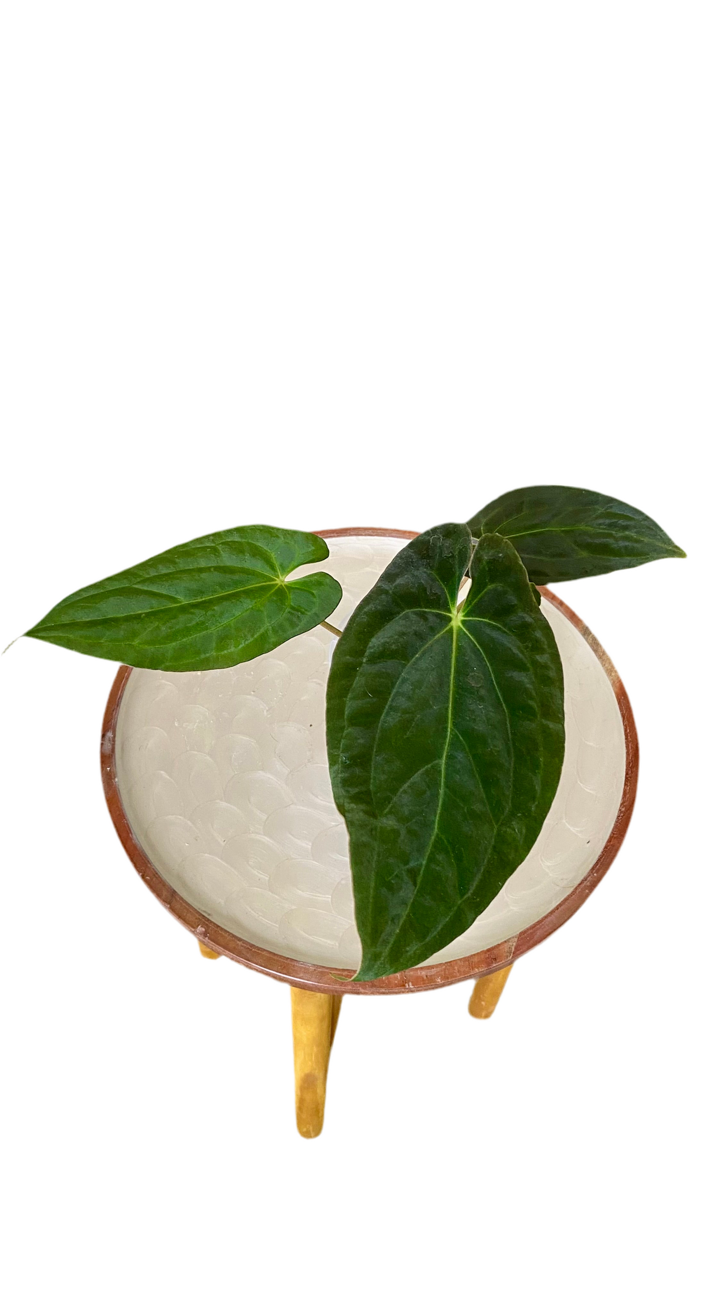 Anthurium Papillilaminum x Dressleri