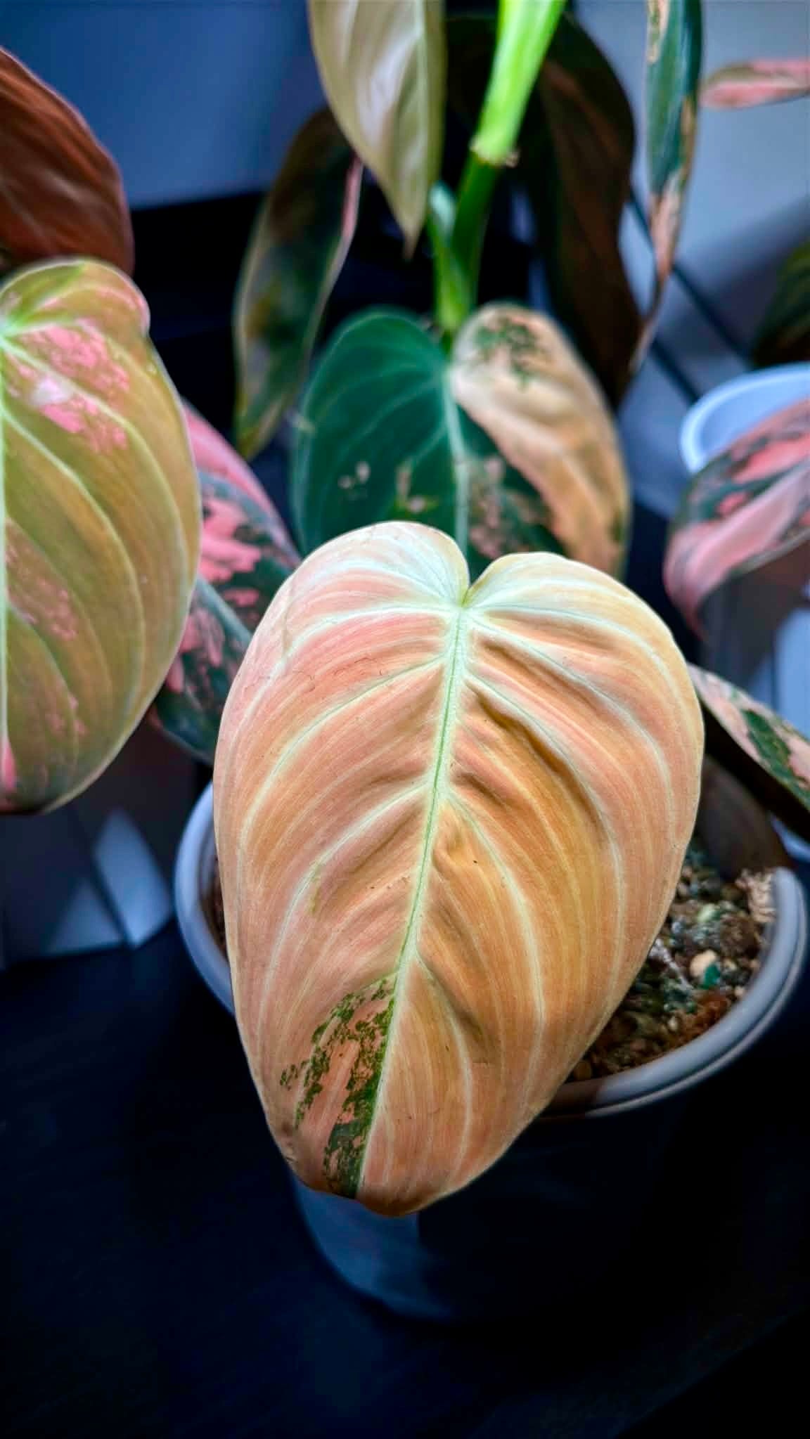 Philodendron Melanochrysum ‘Orange/ Pink Bonfire' Variegated