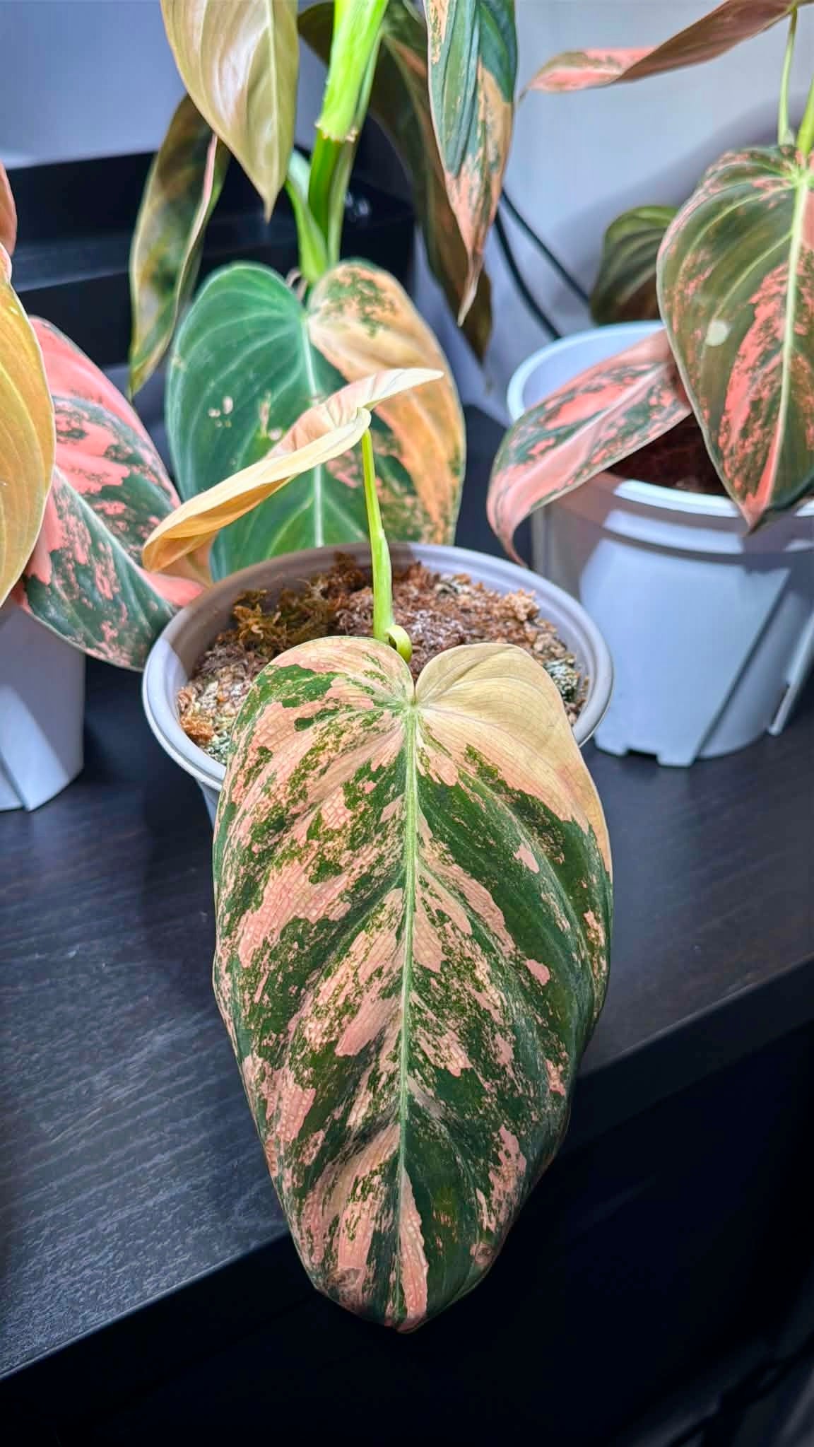 Philodendron Melanochrysum ‘Orange/ Pink Bonfire' Variegated