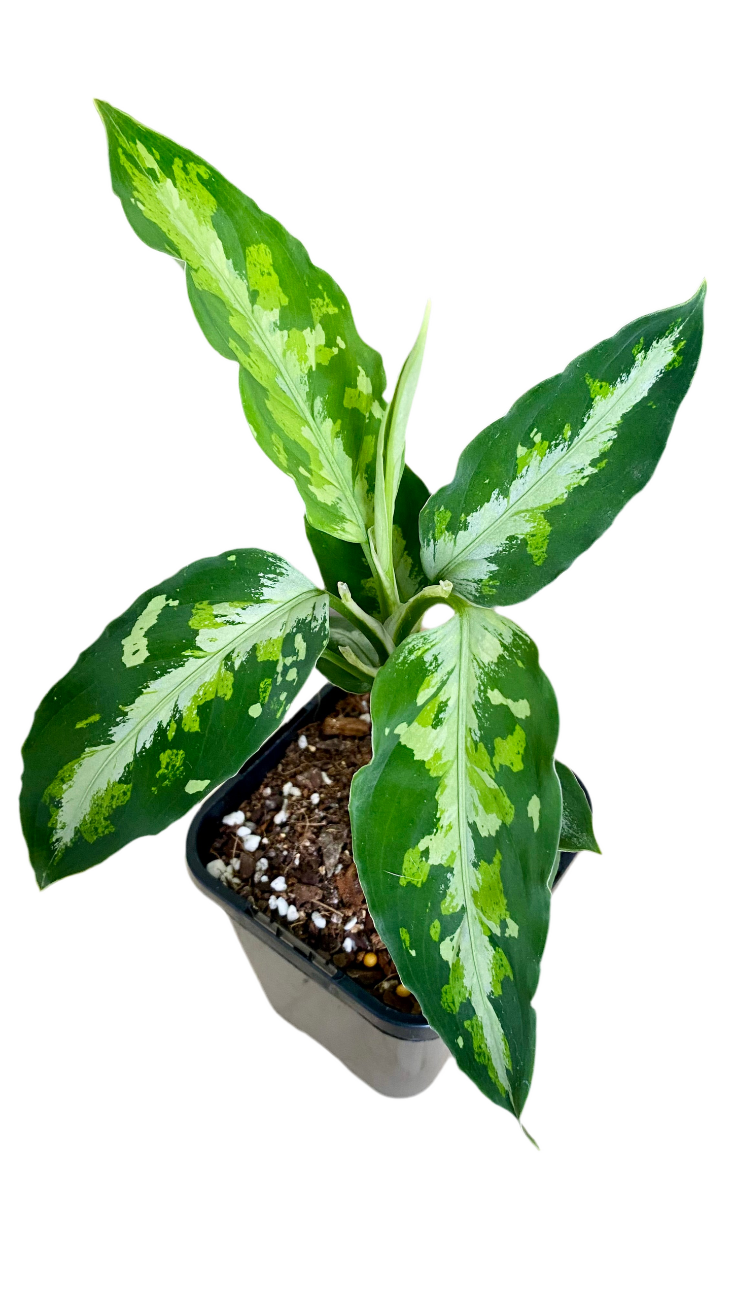 Aglaonema Pictum Tricolour