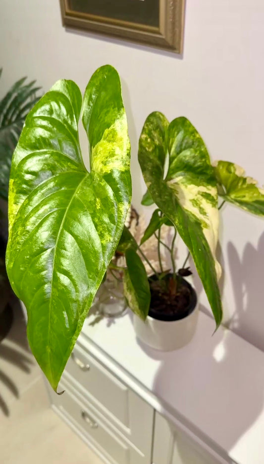 Anthurium Watermaliense Variegated