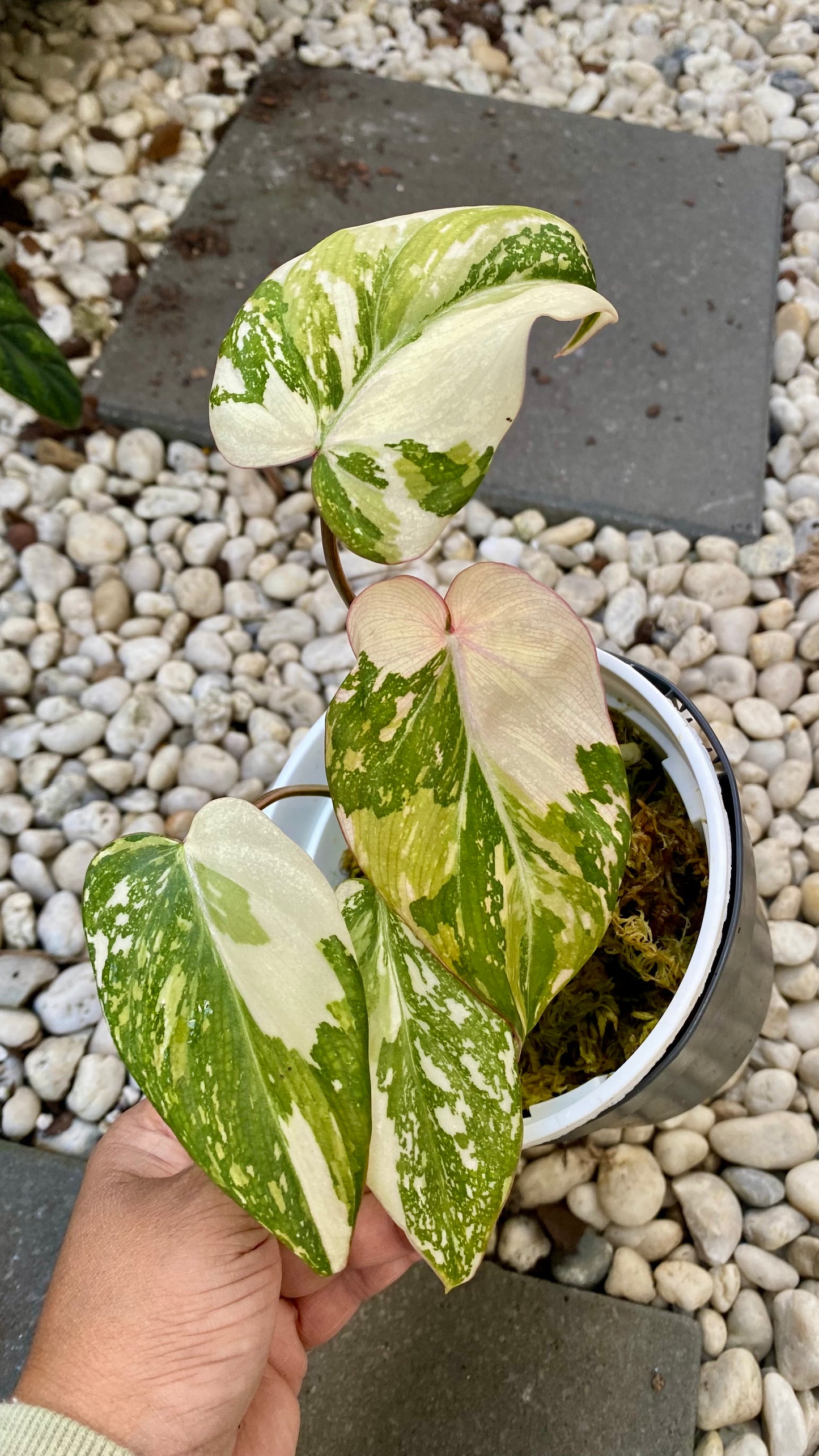 Philodendron Gloriosum Variegated