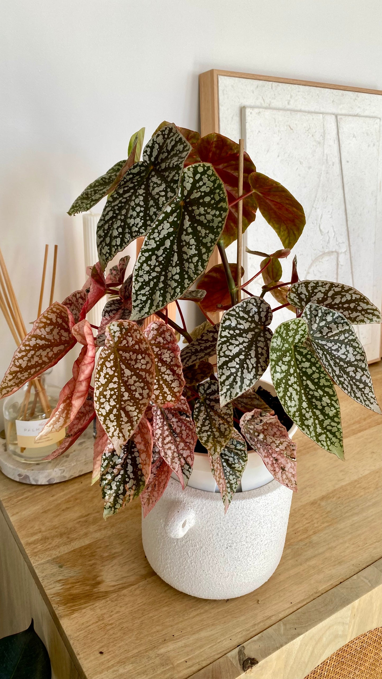 Begonia Snow Capped Variegated
