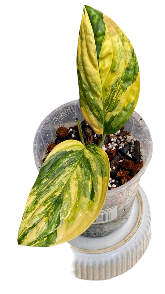 Monstera Peru Variegated