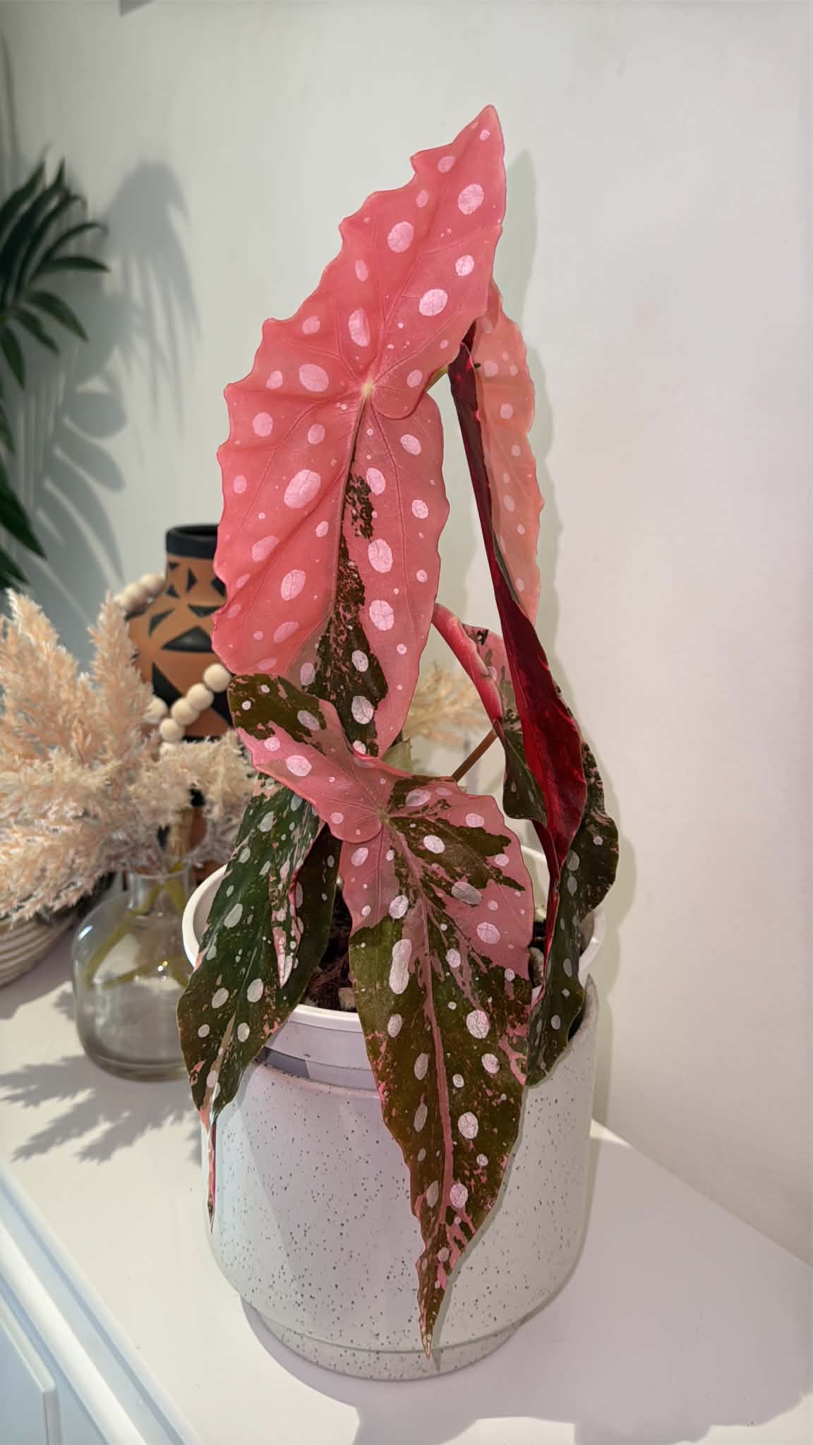 Begonia maculata Pink Variegated