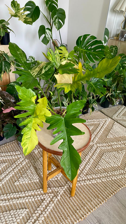 Philodendron Beauty * P. Mayoi Variegated