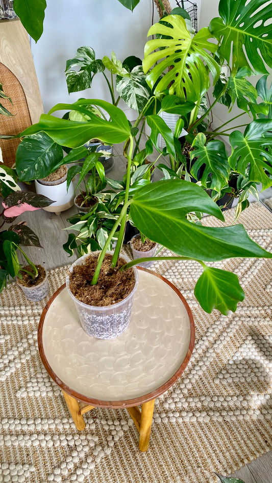 Monstera Burle Marx Flame
