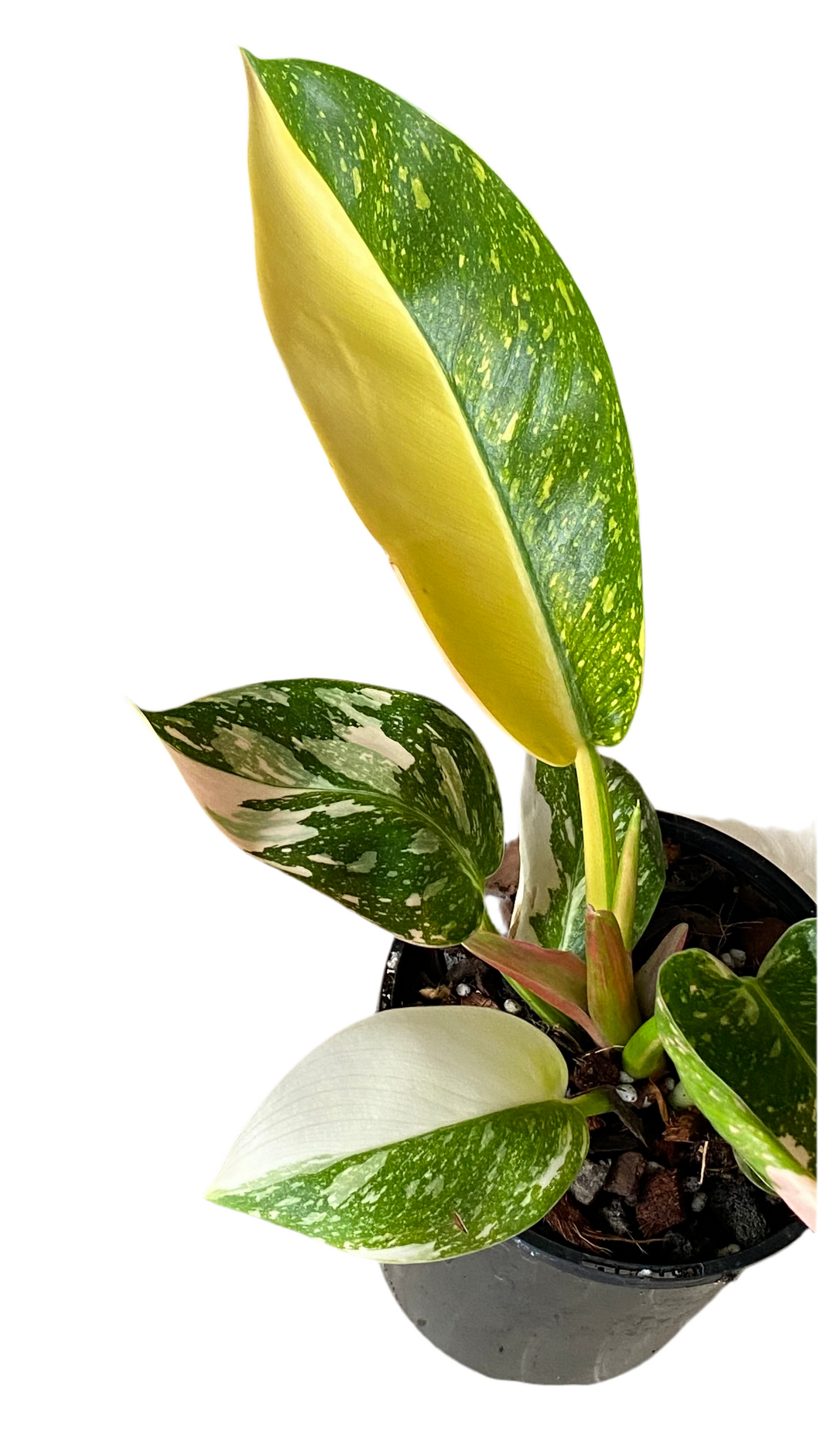 Philodendron Green Congo Nuclear