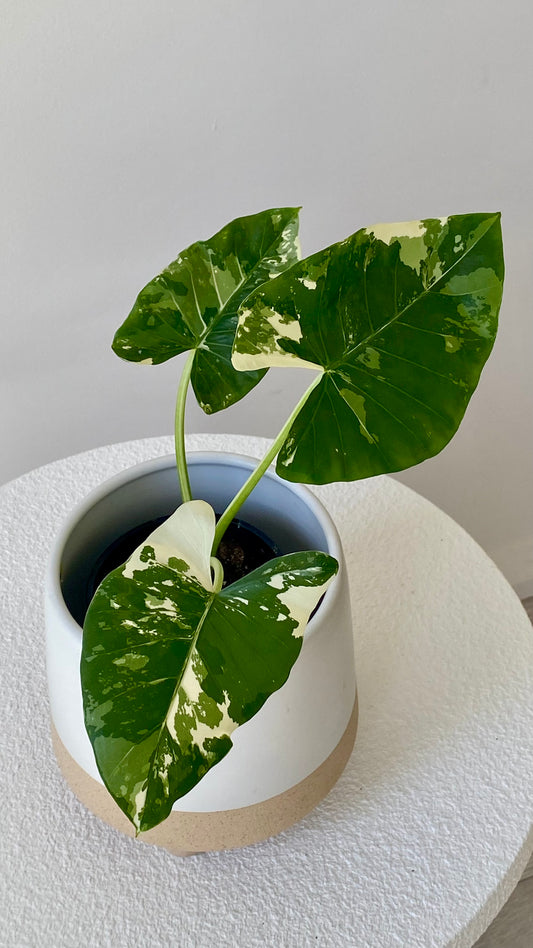 Alocasia maccrorhiza